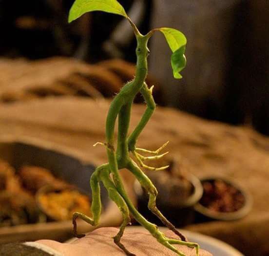 Bowtruckle