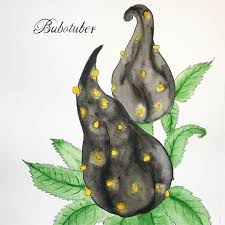 Bubotuber plant